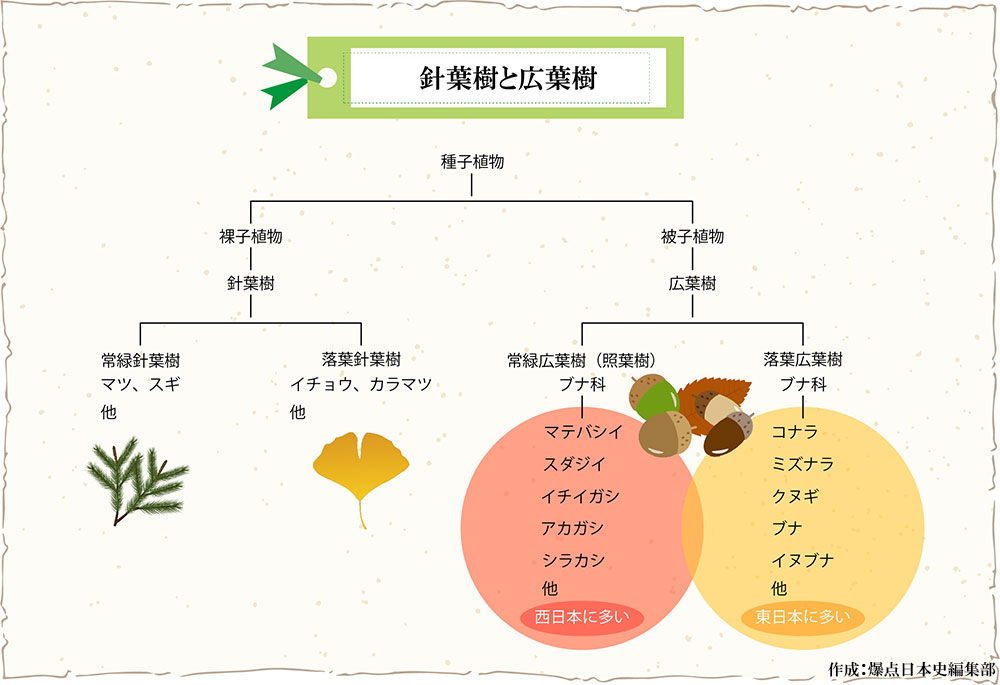 針葉樹と広葉樹　どんぐりが実るブナ科の植物シイ、カシ、ナラ、ブナの図　作成:爆点日本史編集部