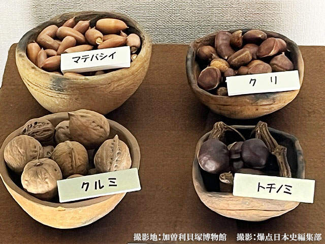 木の実（どんぐりやクルミなど）撮影地:加曽利貝塚博物館