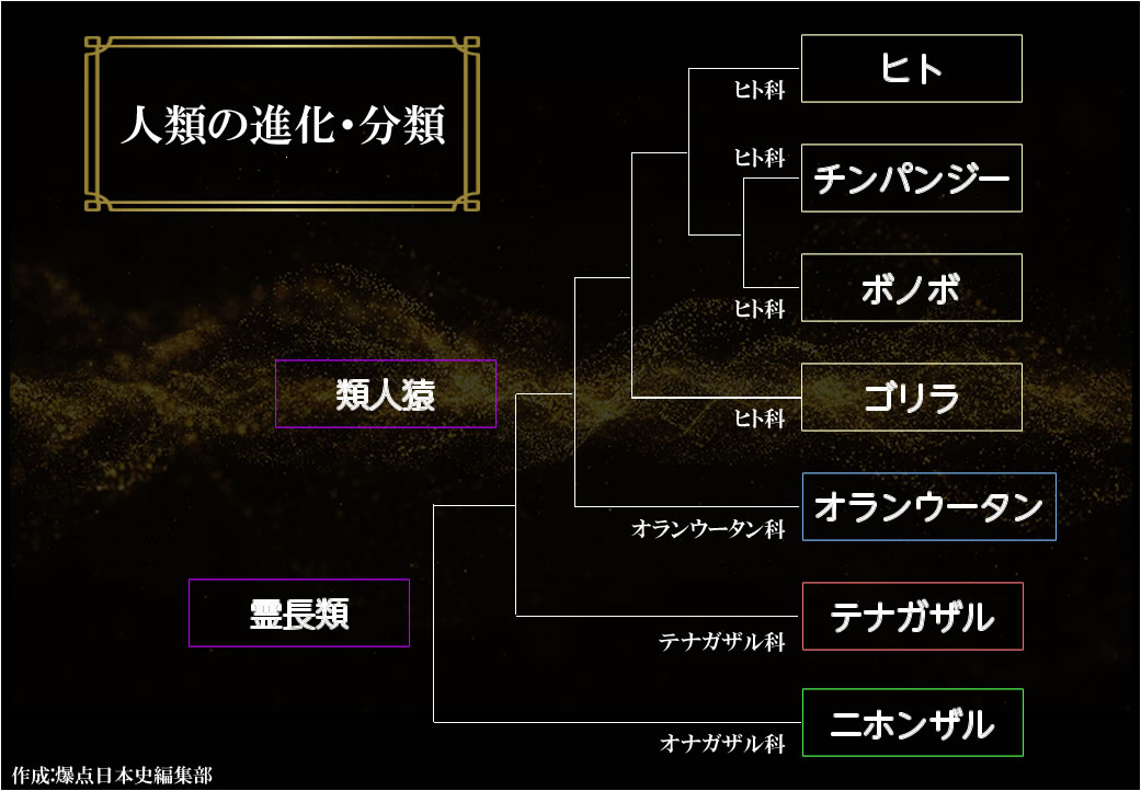 人類の進化・分類図　作成:爆点日本史編集部