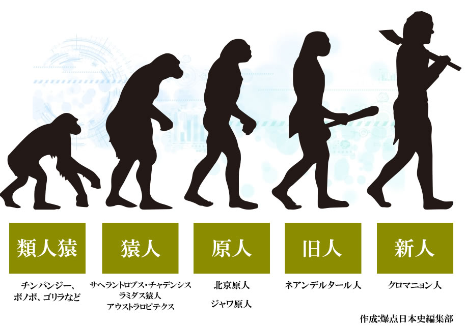人類の進化 類人猿、猿人、原人、旧人、新人　作成:爆点日本史編集部