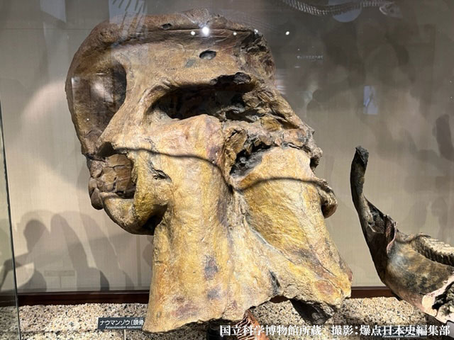 ナウマンゾウの頭骨　国立科学博物館所蔵　撮影:爆点日本史編集部