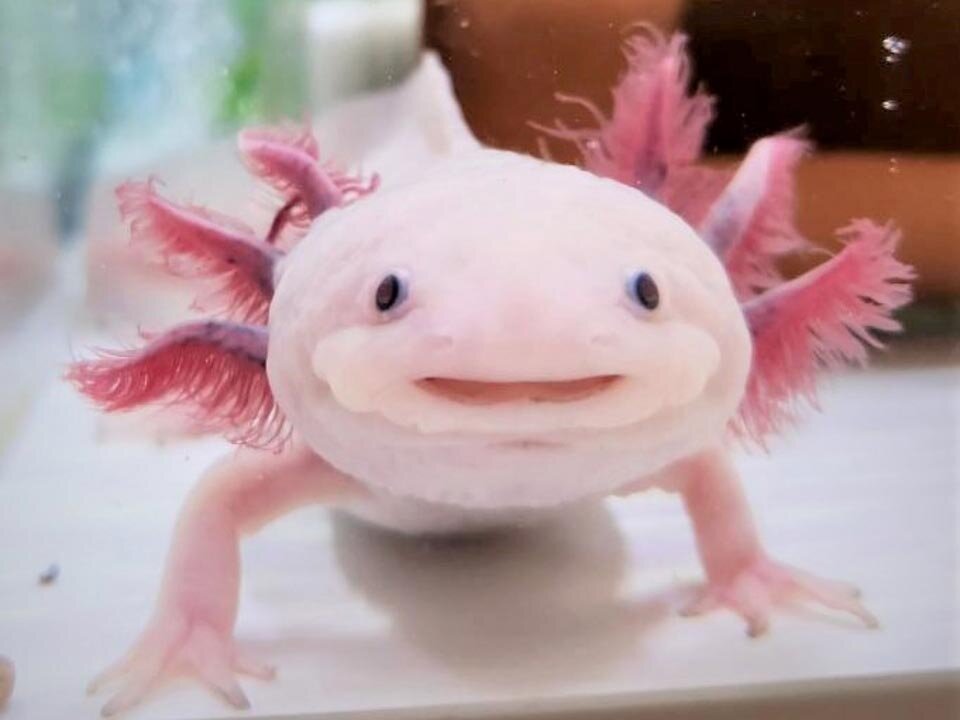 CMで見たあの子が実はすごかった！ウーパールーパーの隠された生態・超能力