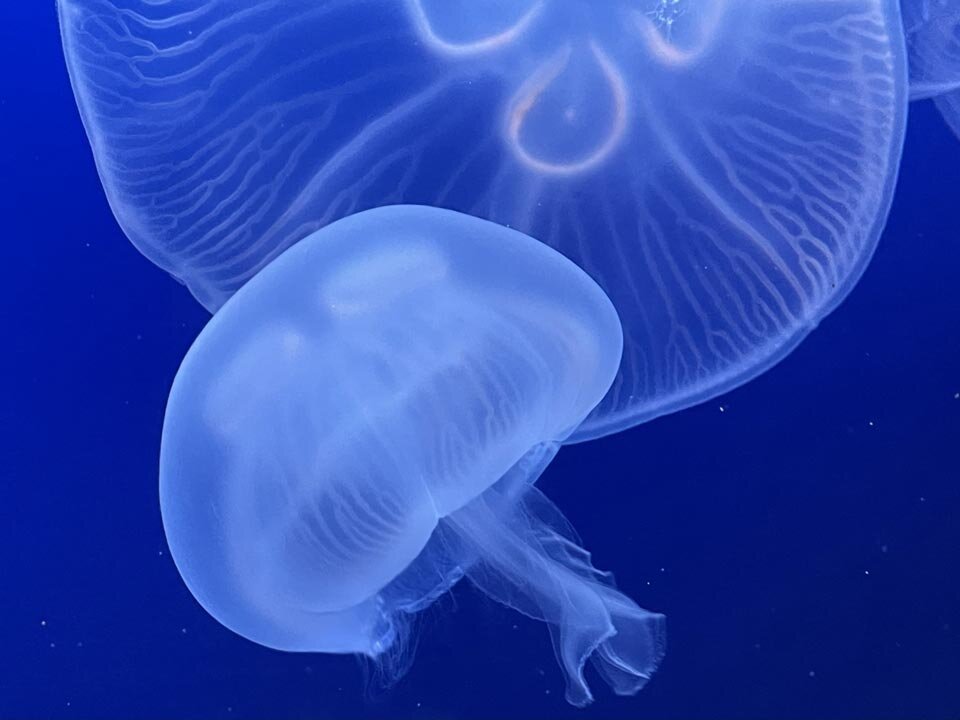 生物の体そのものを「計算」に活用ークラゲサイボーグが示す技術革新 水中を漂うミズクラゲの写真 【科学ニュース】