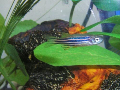 モデル生物のひとつ「ゼブラフィッシュ」の稚魚は透明な体を持ち発生過程が観察しやすい