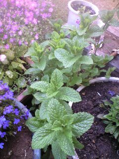 ミント・庭の植物