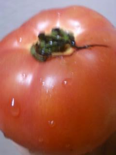 福島県産の完熟トマト