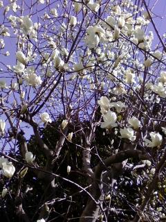 今年もハクレンの花が咲きました