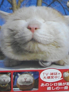 かご猫　日本一のヘン顔