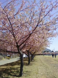 寒桜